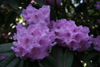 argyrophyllum 70-384 -3